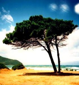 spiaggia golfo di baratti