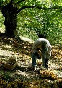 sagra-del-marrone-e-dei-frutti-del-sottobosco-2