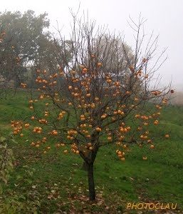 albero di cachi