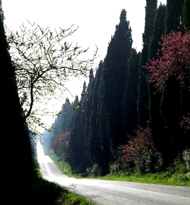 sentiero bolgheri