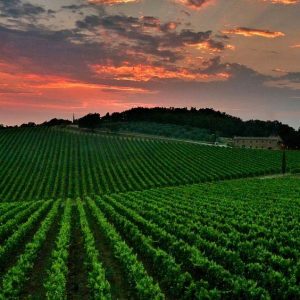 Scopri la cittadina di Panzano in Chianti!