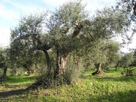 olivi-raccolta-delle-olive