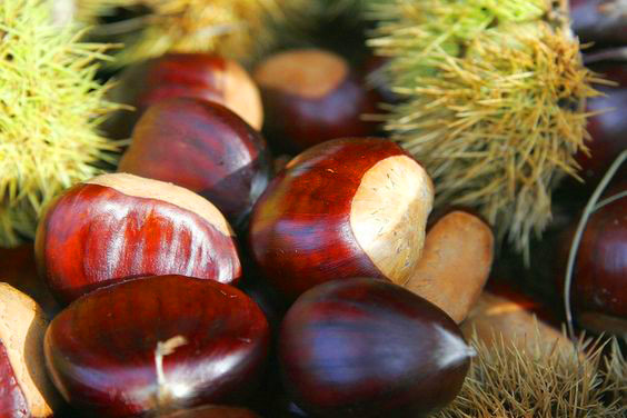 Le castagne raccolte sul Monte Amiata