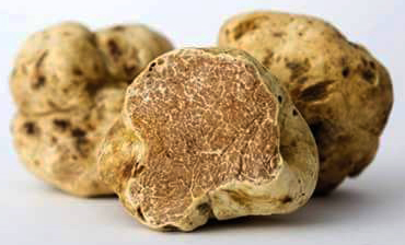 Tartufo bianco di San Miniato