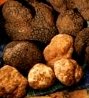 tartufo-bianco-e-nero