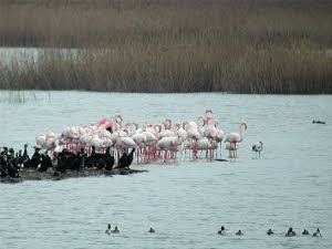 Fenicotteri Padule di Fucecchio