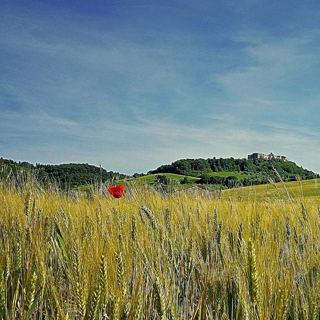 campo di grano