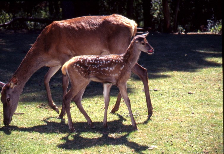 Parco Zoo di Poppi in provincia di Arezzo. - Vivere La Toscana