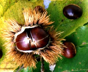 castagne