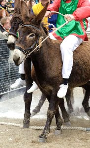 palio somari torrita di siena