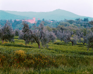 bolgheri 2 2013