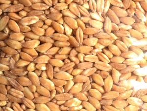 farro biologico