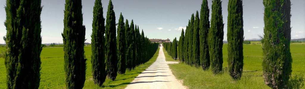 Ascaino-di-Andrea-Parlascino