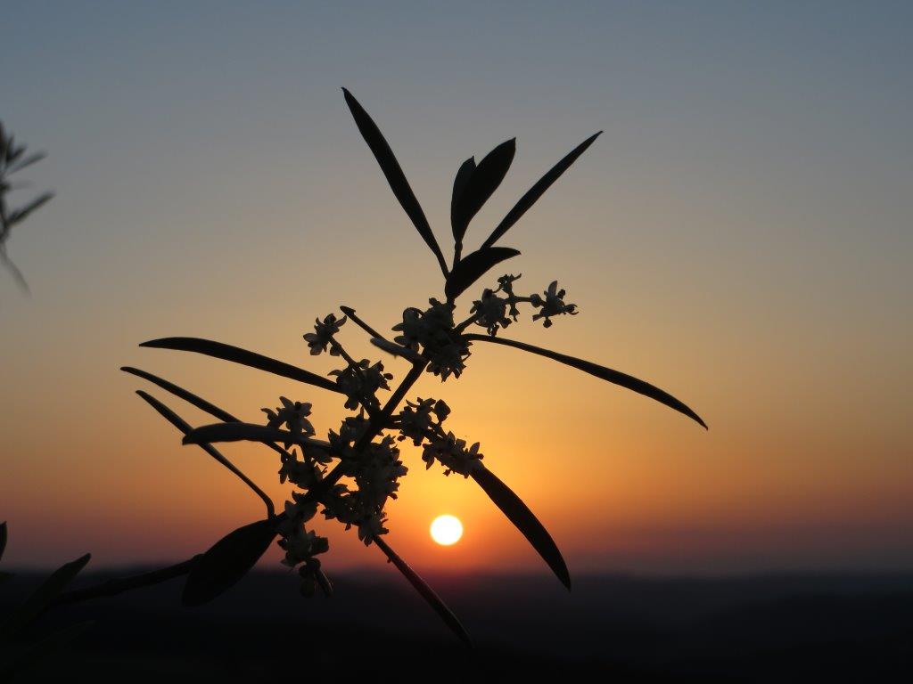 Fiori d’olivo del Chianti Silvia Rogai