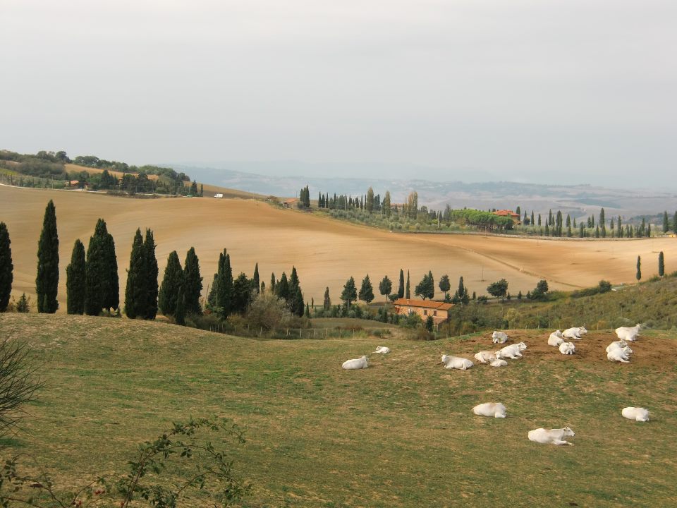 campagna toscana e animali al pascolo