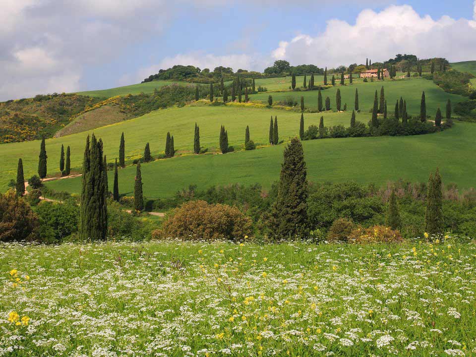 campagna toscana fiorita