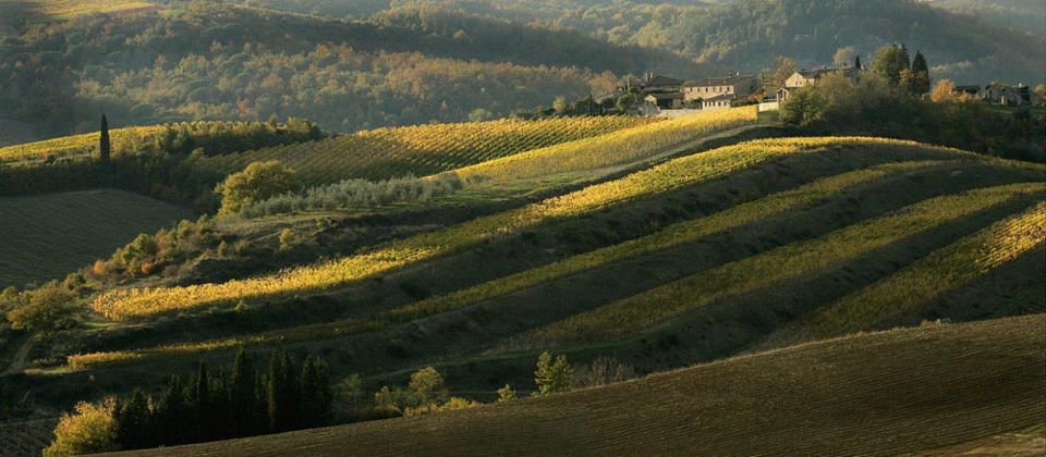 colline toscane cipressi