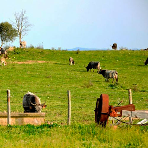 crostino maremmano allevamento brado