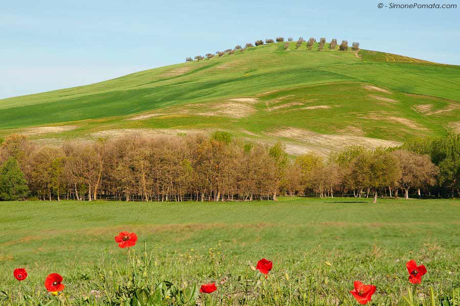 primavera toscana e papaveri