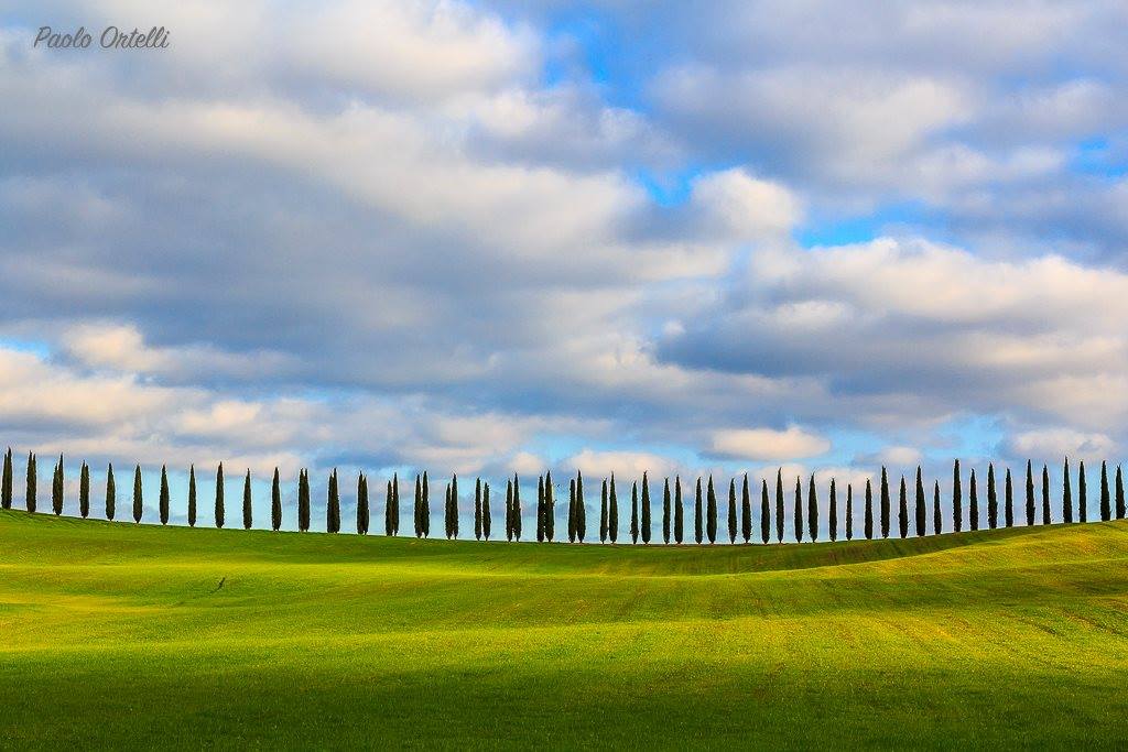 cipressi in val d'orcia