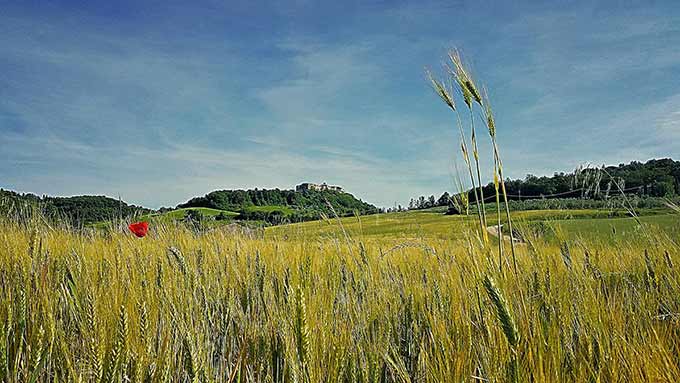 Campo-di-grano-di-Simone-Cicalini