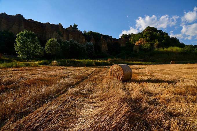 Campo-di-Grano-di-Riccardo-Nannetti