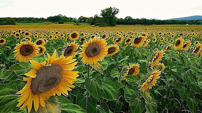 Girasoli-di-Simone-Cicalini