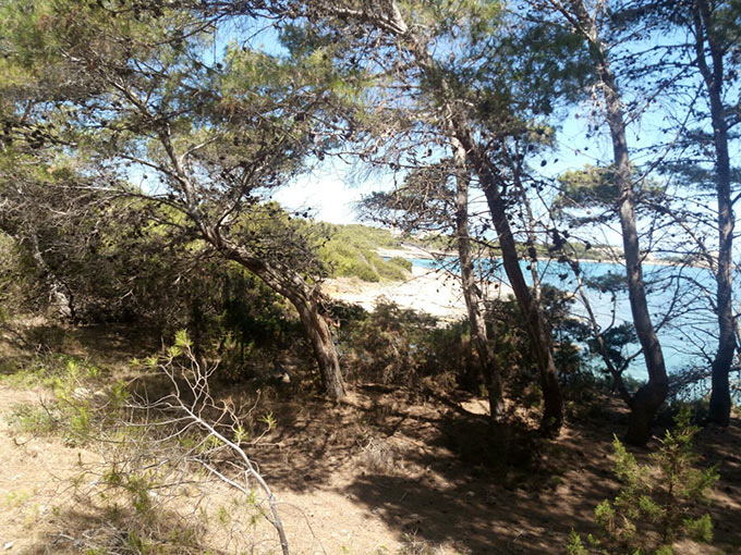 Isola di Pianosa (7)