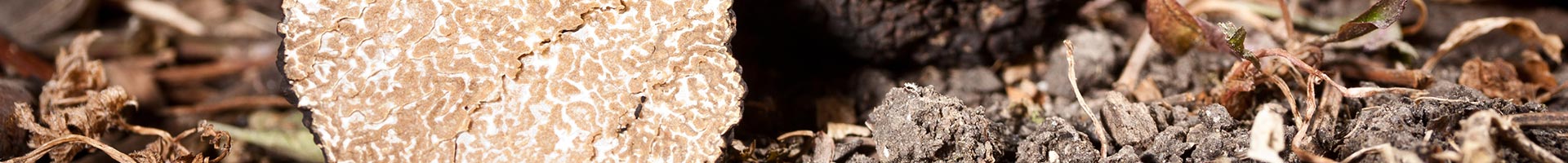 tartufo